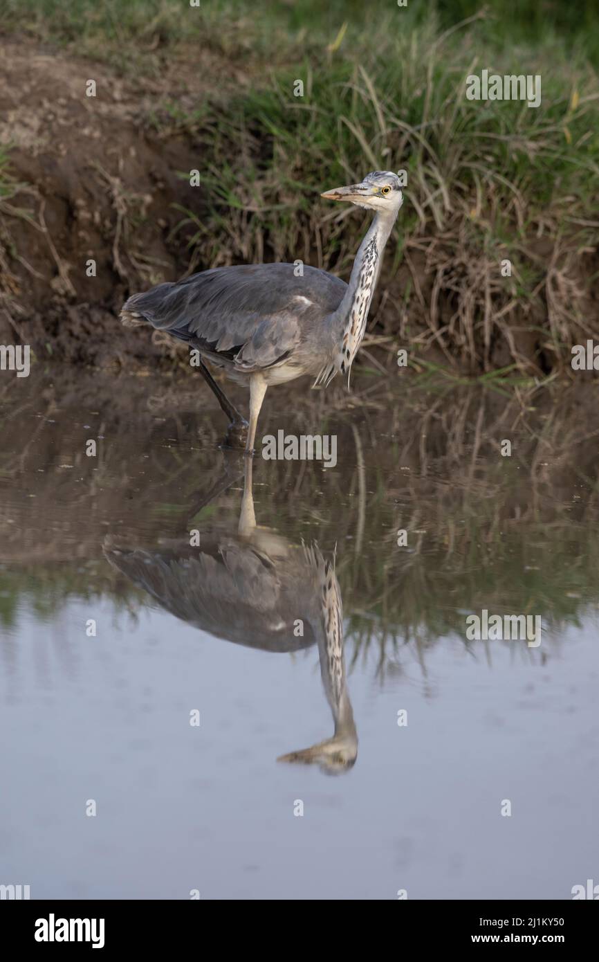 Reflection of a Grey Heron, Tanzania Stock Photo