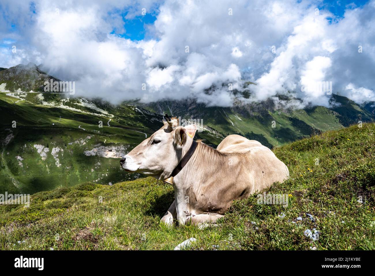 Proudest cow in austria Stock Photo