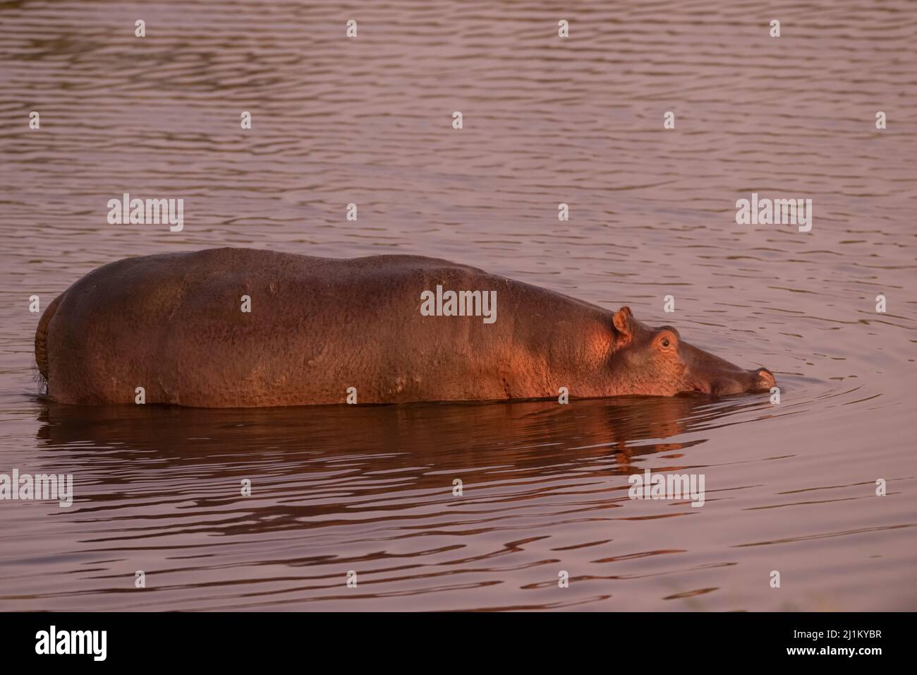 Hippo Bathing, Tanzania Stock Photo