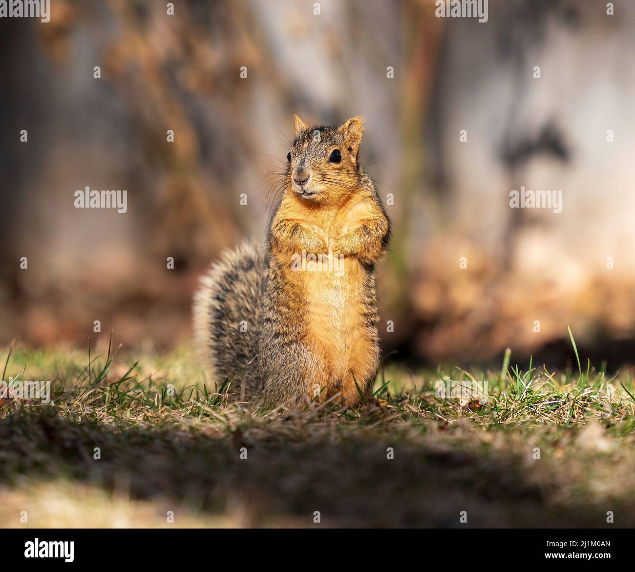 A young Squirrel photographed at eye level on a grass lawn in