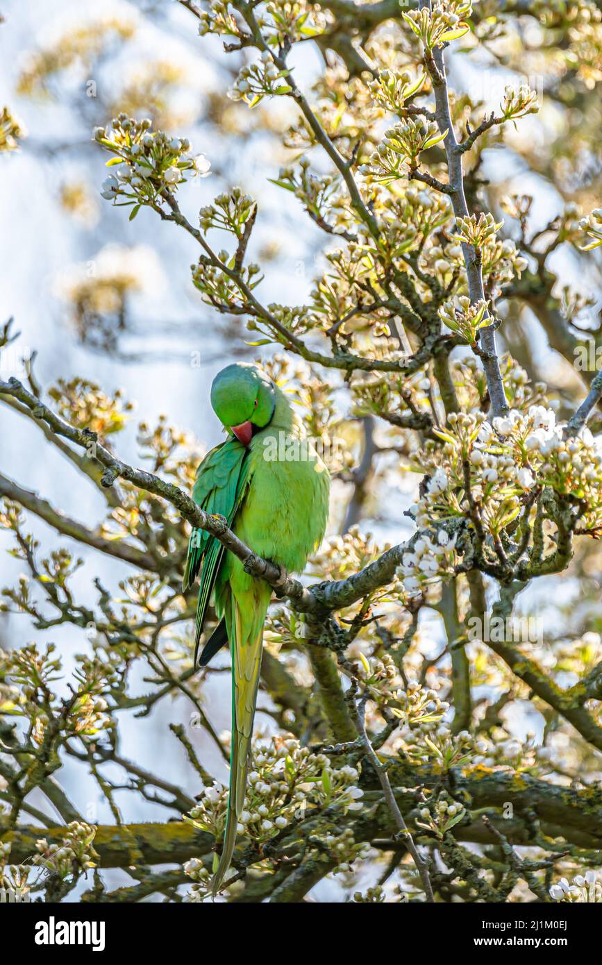 Parakeet in a cherry blossom tree Stock Photo