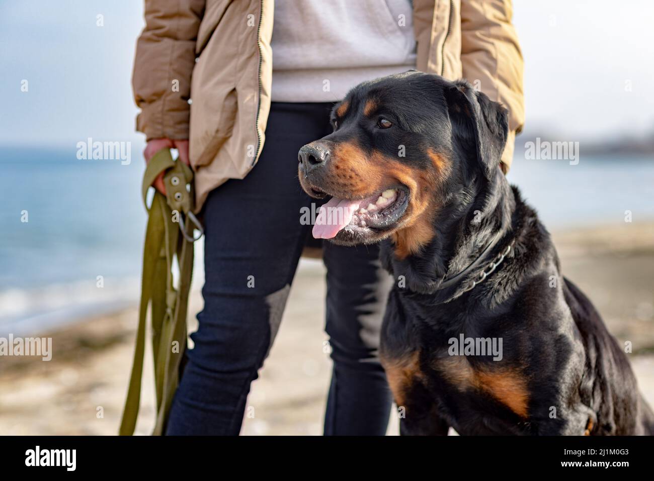 Beige Rottweiler A large beautiful faithful dog of the Rottweiler breed sits near its ...