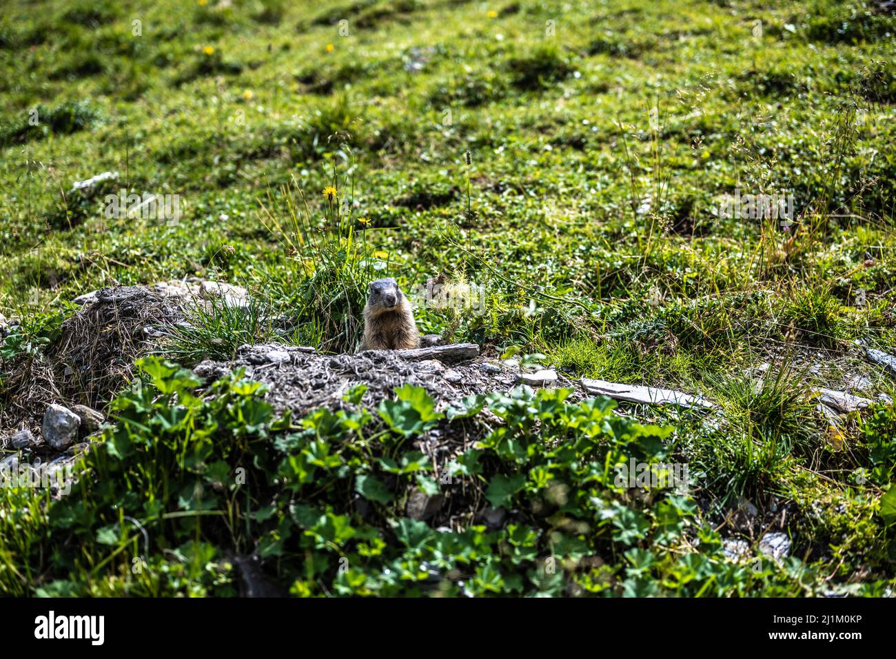 Spying marmot Stock Photo