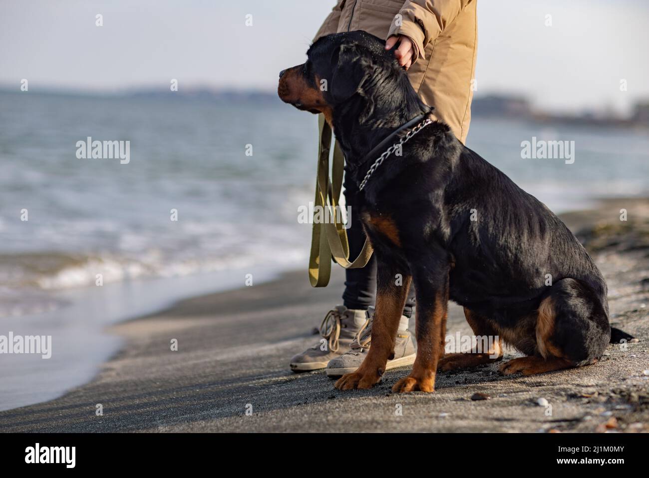 Beige Rottweiler A large beautiful faithful dog of the Rottweiler breed sits near its ...