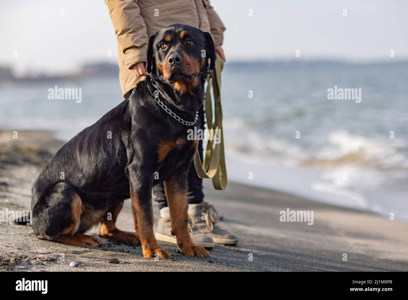 Beige Rottweiler A large beautiful faithful dog of the Rottweiler breed sits near its ...