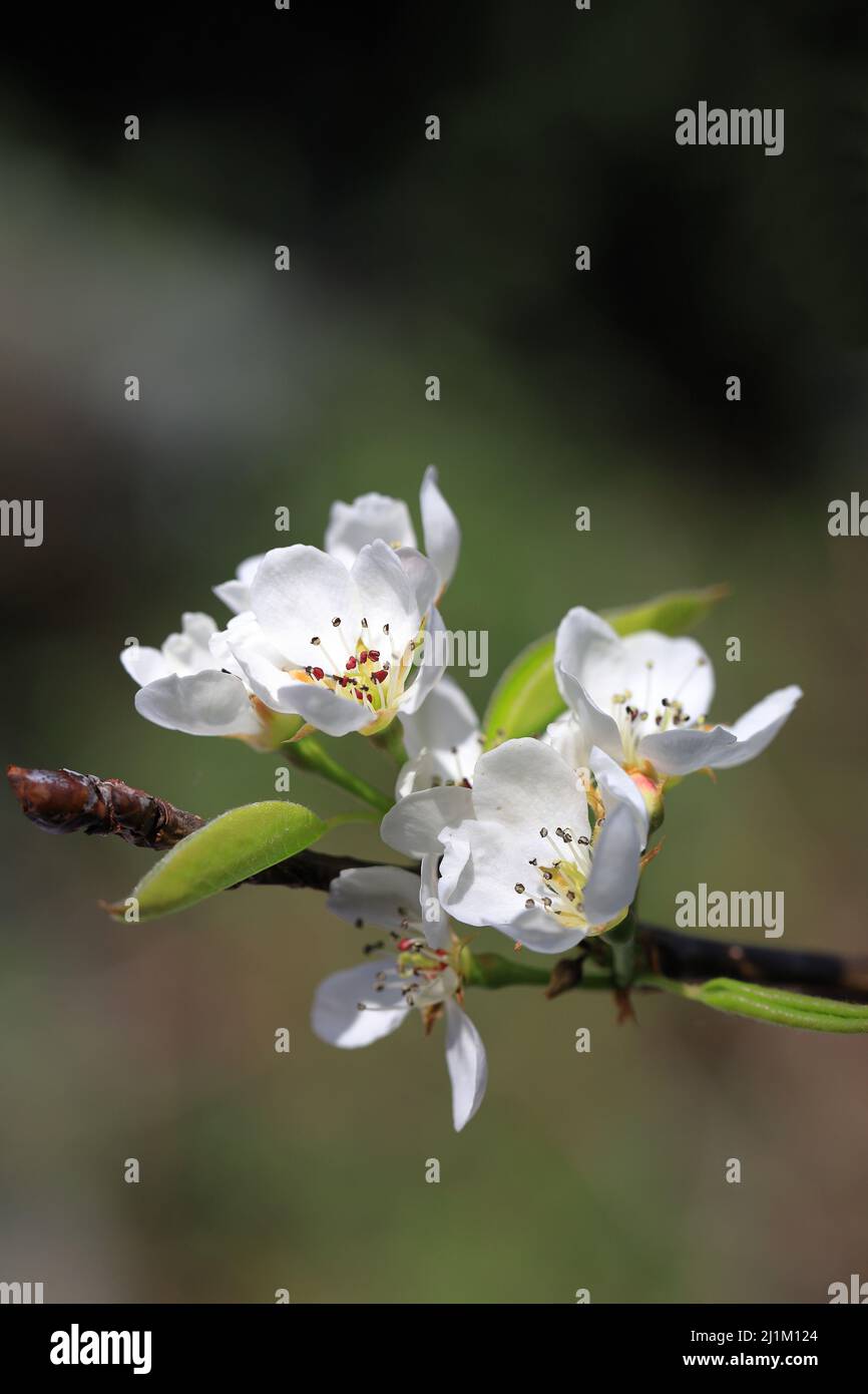 Pear tree blossom flowers with pollen covered stamen against natural colours bokeh background Stock Photo