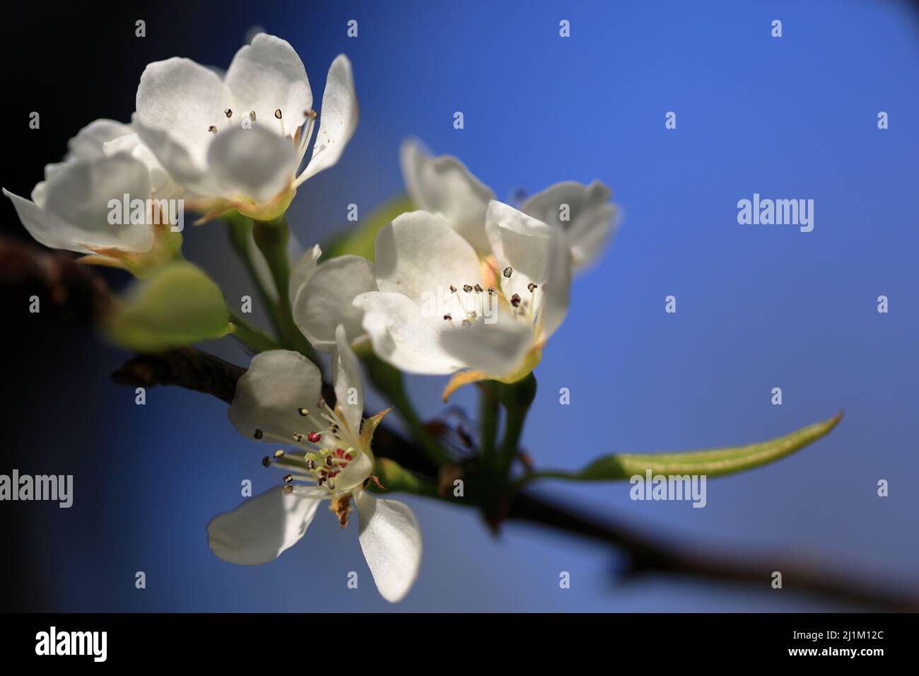 Pear tree blossom flowers with pollen covered stamen against a deep blue sky Stock Photo