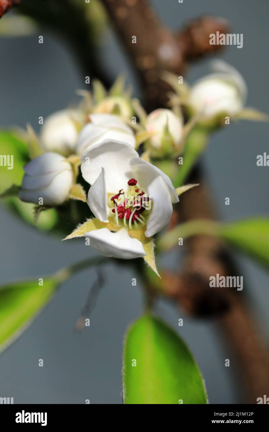 Pear tree blossom flowers just opening from buds with pollen covered stamen Stock Photo