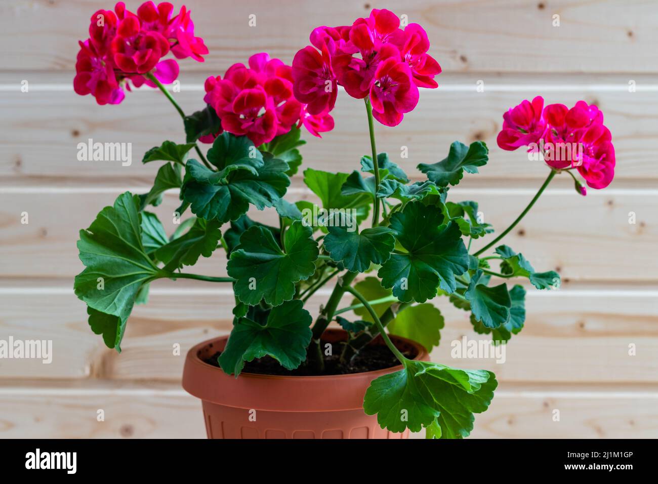 Close-up picture of a pot with a geranium with pink flowers, in home; concept of gardening at home Stock Photo