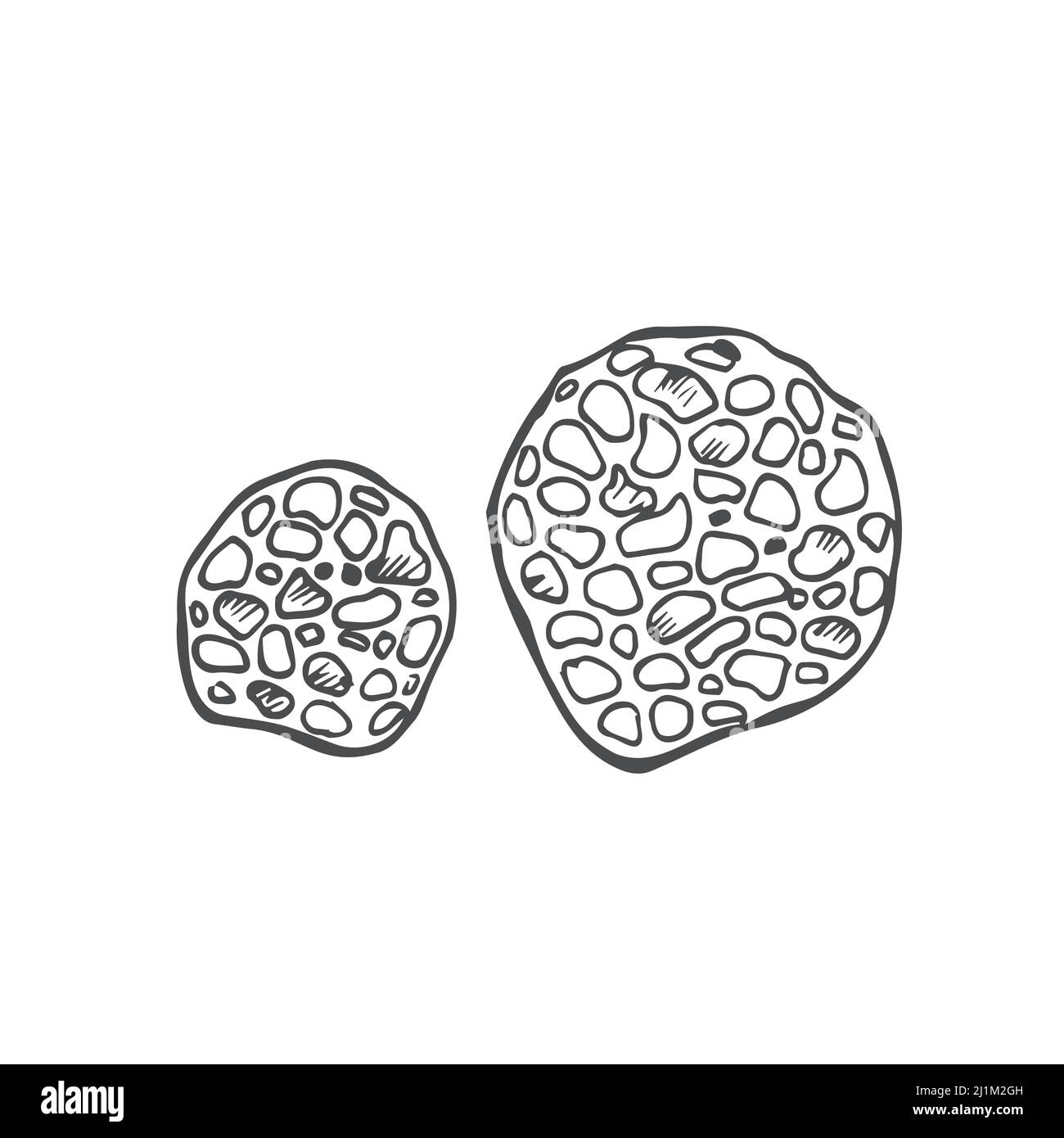 Doodle Truffle mushrooms. graphic vector sketch isolated on white Stock