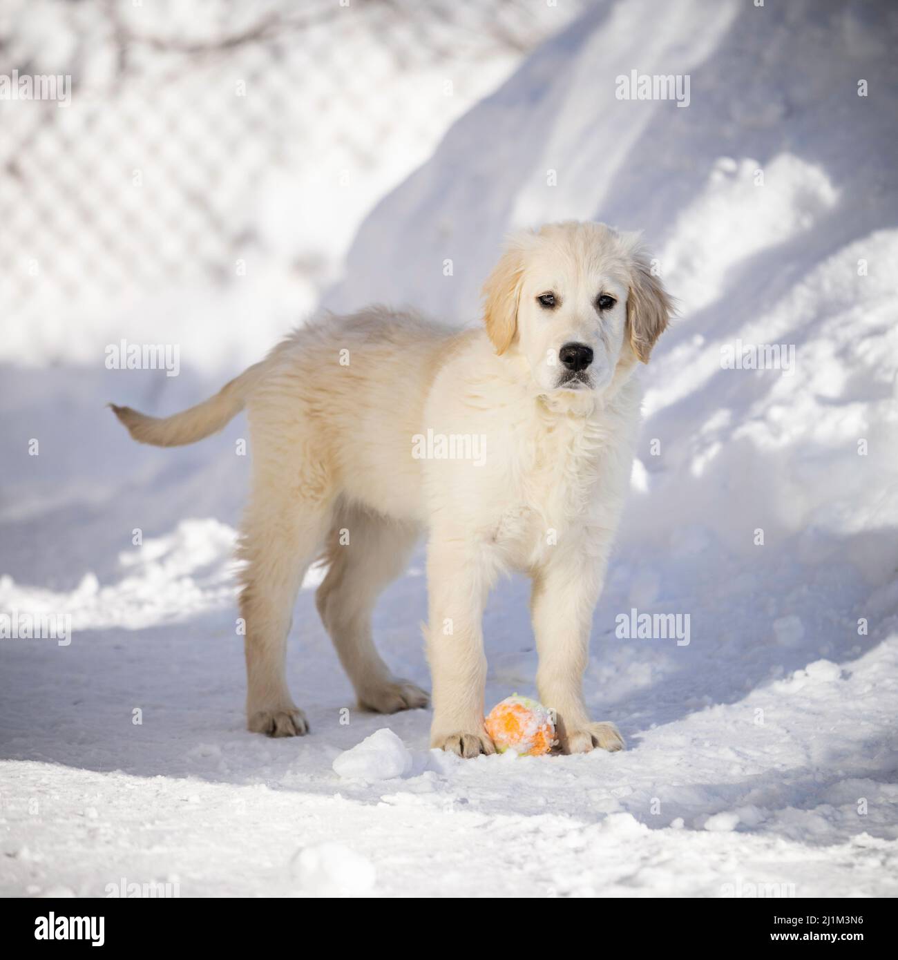 An English Cream Golden Retriever puppy in snow. Stock Photo