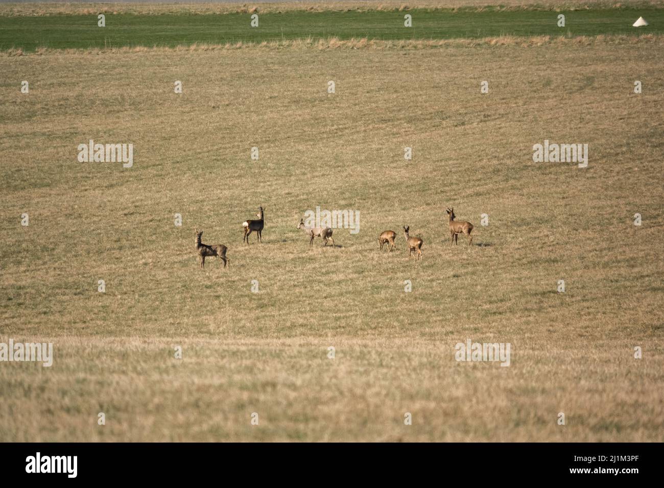 wild roe deer (Capreolus capreolus) in a spring grass meadow Stock ...