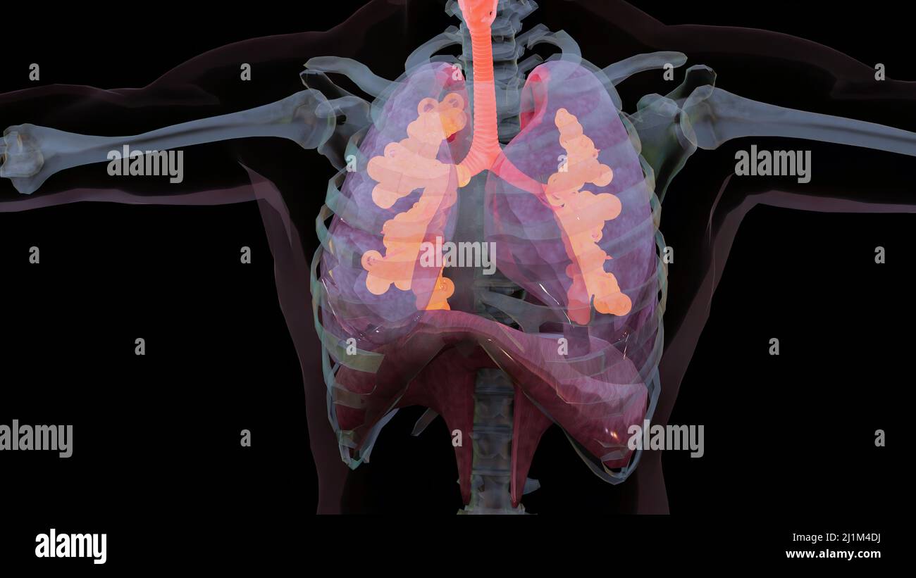 Human Respiratory System Lungs Anatomy Animation Concept. visible lung, pulmonary  ventilation, trachea, Realistic high quality 3d medical illustration Stock  Photo - Alamy