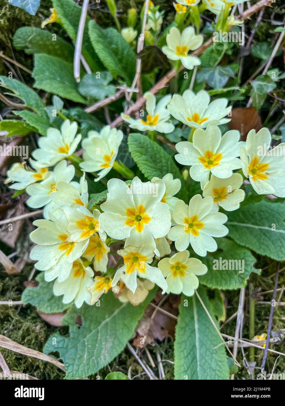 wild primrose flowers (Primula vulgaris), signs of spring Stock Photo