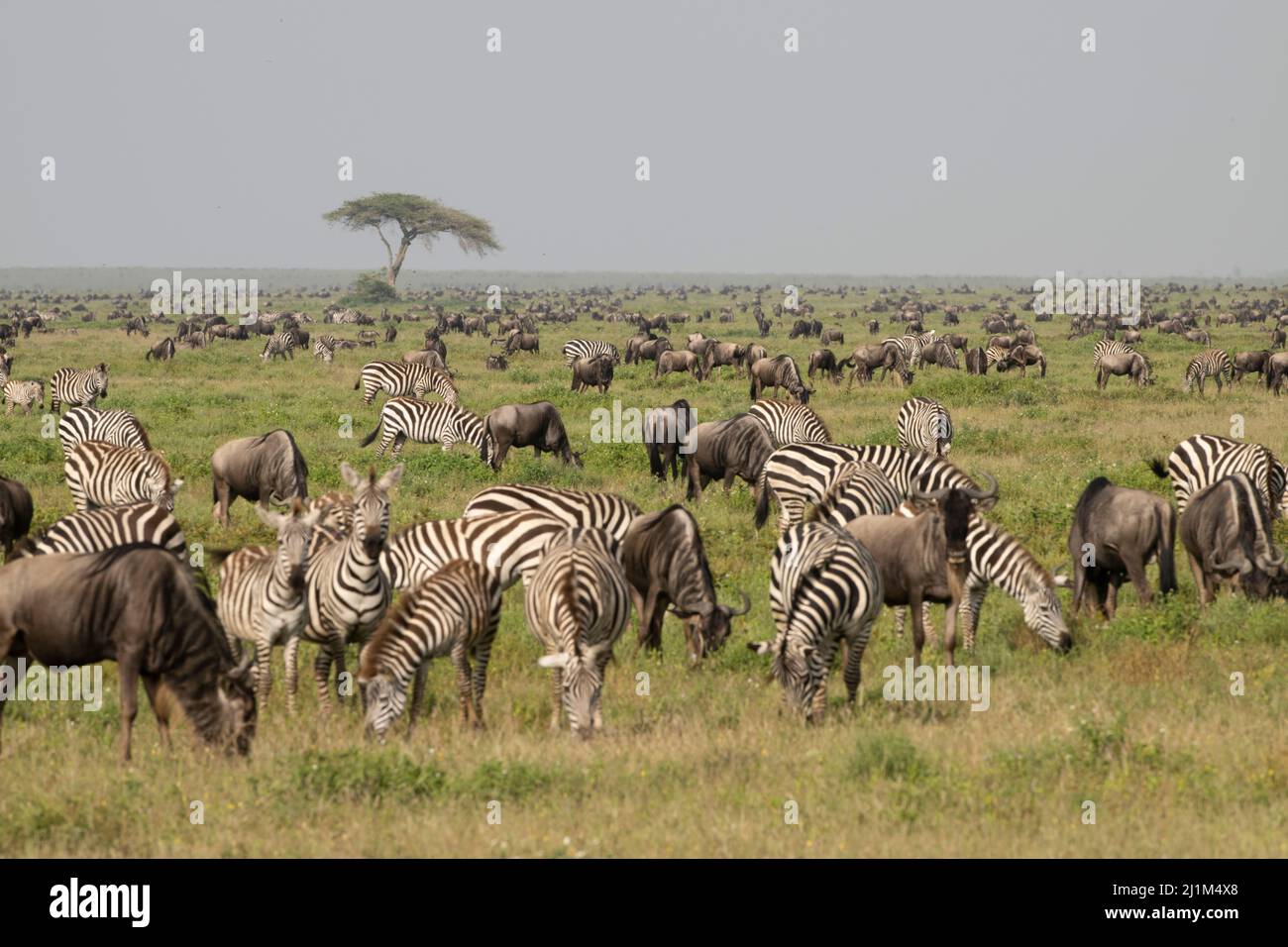 Serengeti Migration, Tanzania Stock Photo