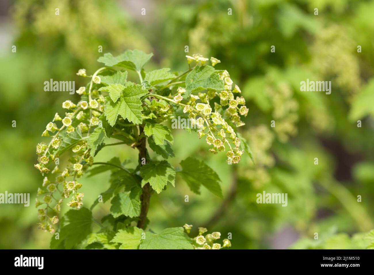 Fruitgrowing. Blooming currant. Bright green young foliage of berry bushes Stock Photo