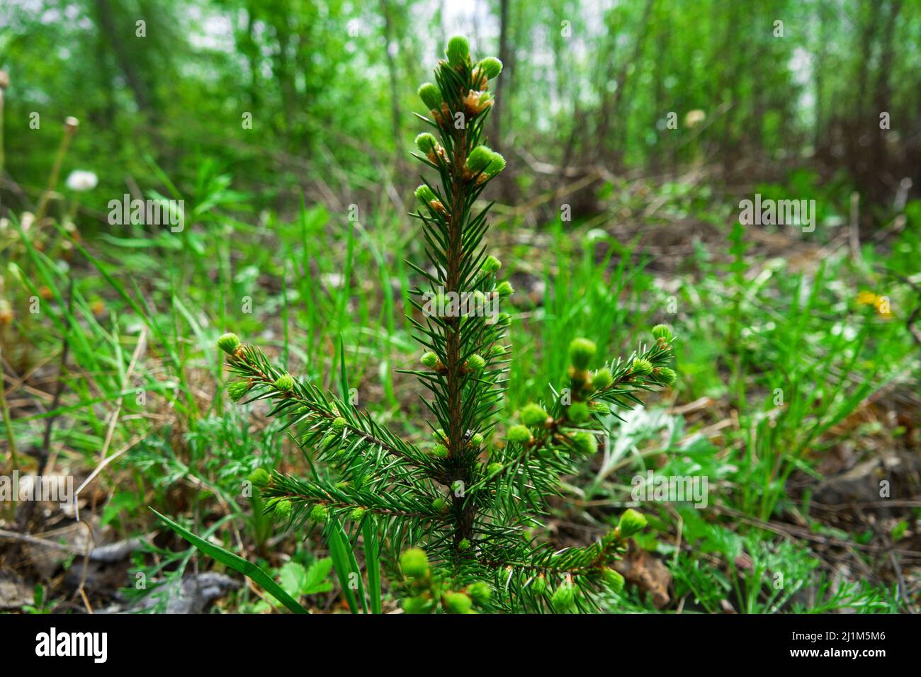 Forest science, dendrology, afforestation. Young European Spruce with growth points at the ends of the branches (apical bud, browse). Young shoots of Stock Photo