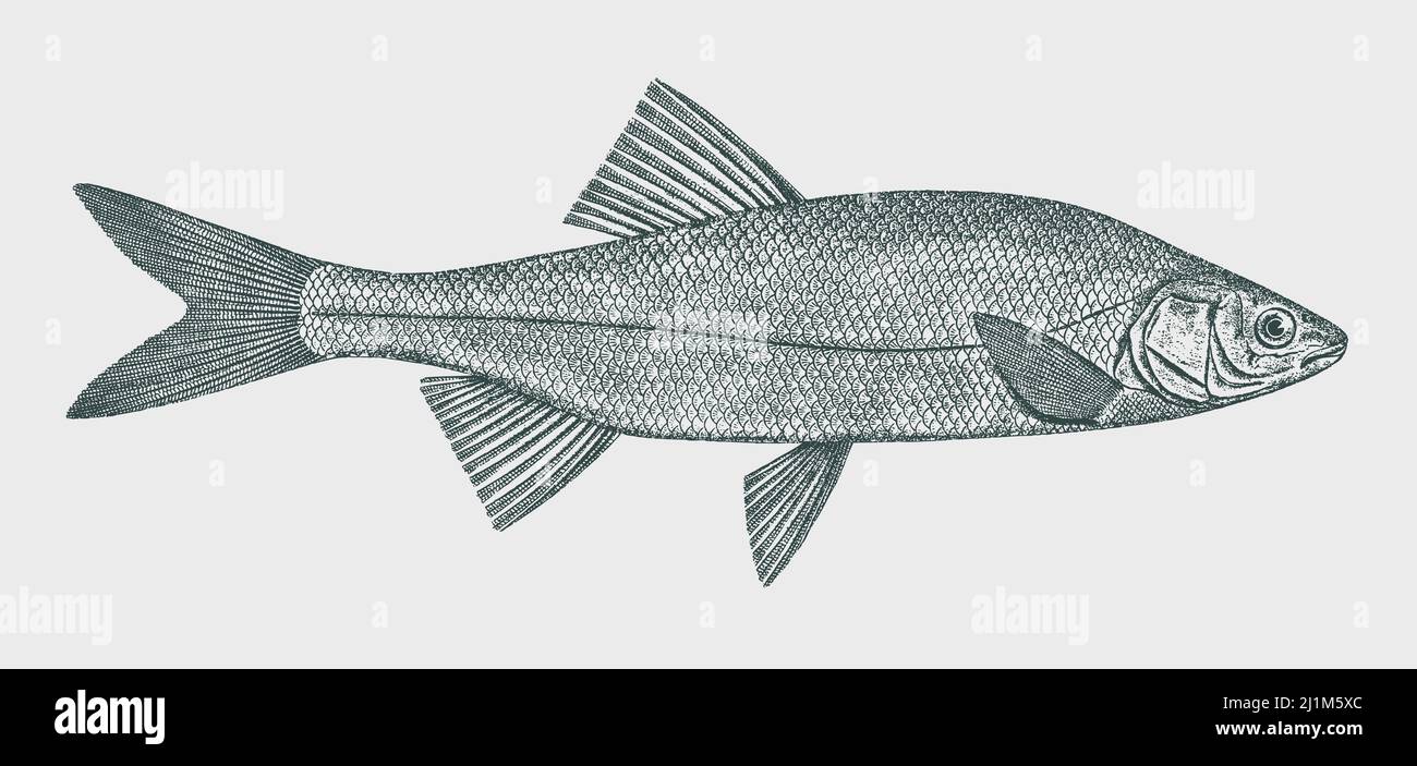 Hitch lavinia exilicauda, freshwater fish from North America in side view Stock Vector