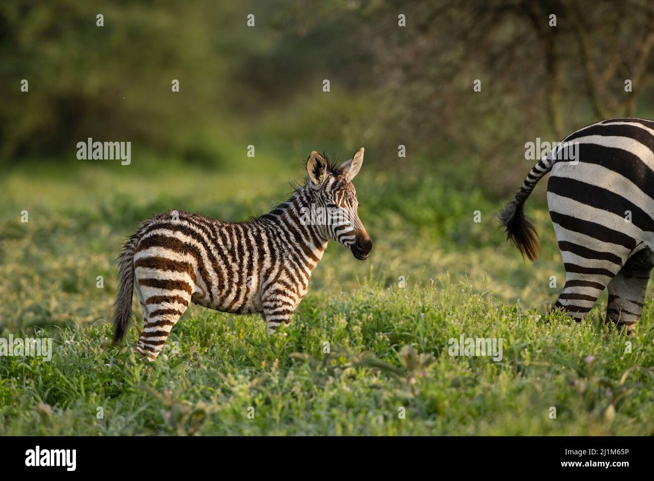 Baby Zebra, Tanzania Stock Photo