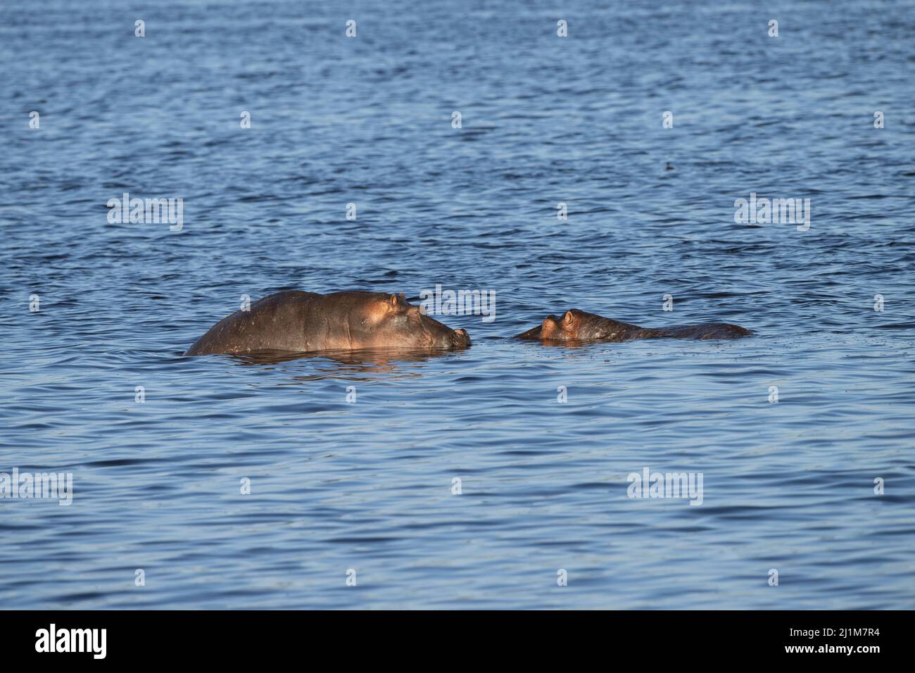 Hippo Mom and Calf Bathing, Tanzania Stock Photo