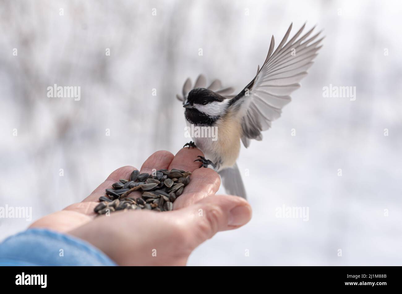 Close up of chickadee bird with outstretched wings landing on hand. Stock Photo