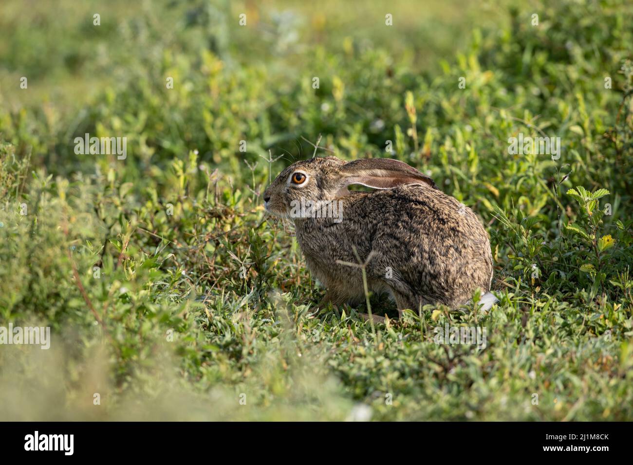 African savannah hare hires stock photography and images Alamy