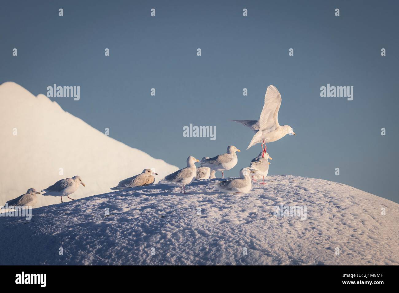 https://c8.alamy.com/comp/2J1M8MH/birds-over-big-block-of-ice-2J1M8MH.jpg