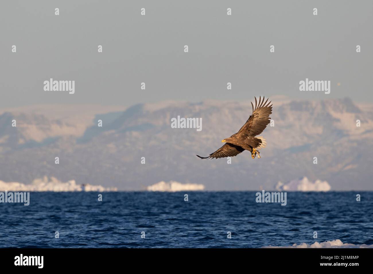 Eagle flying over icebergs with after hunt one fish Stock Photo