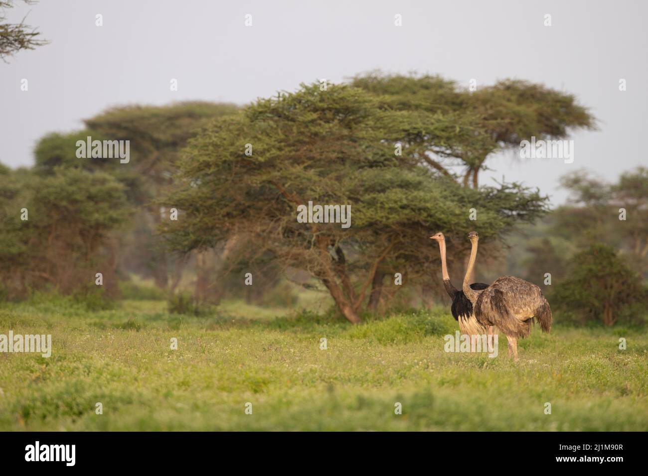 Masai Ostrich in the Woodland Stock Photo