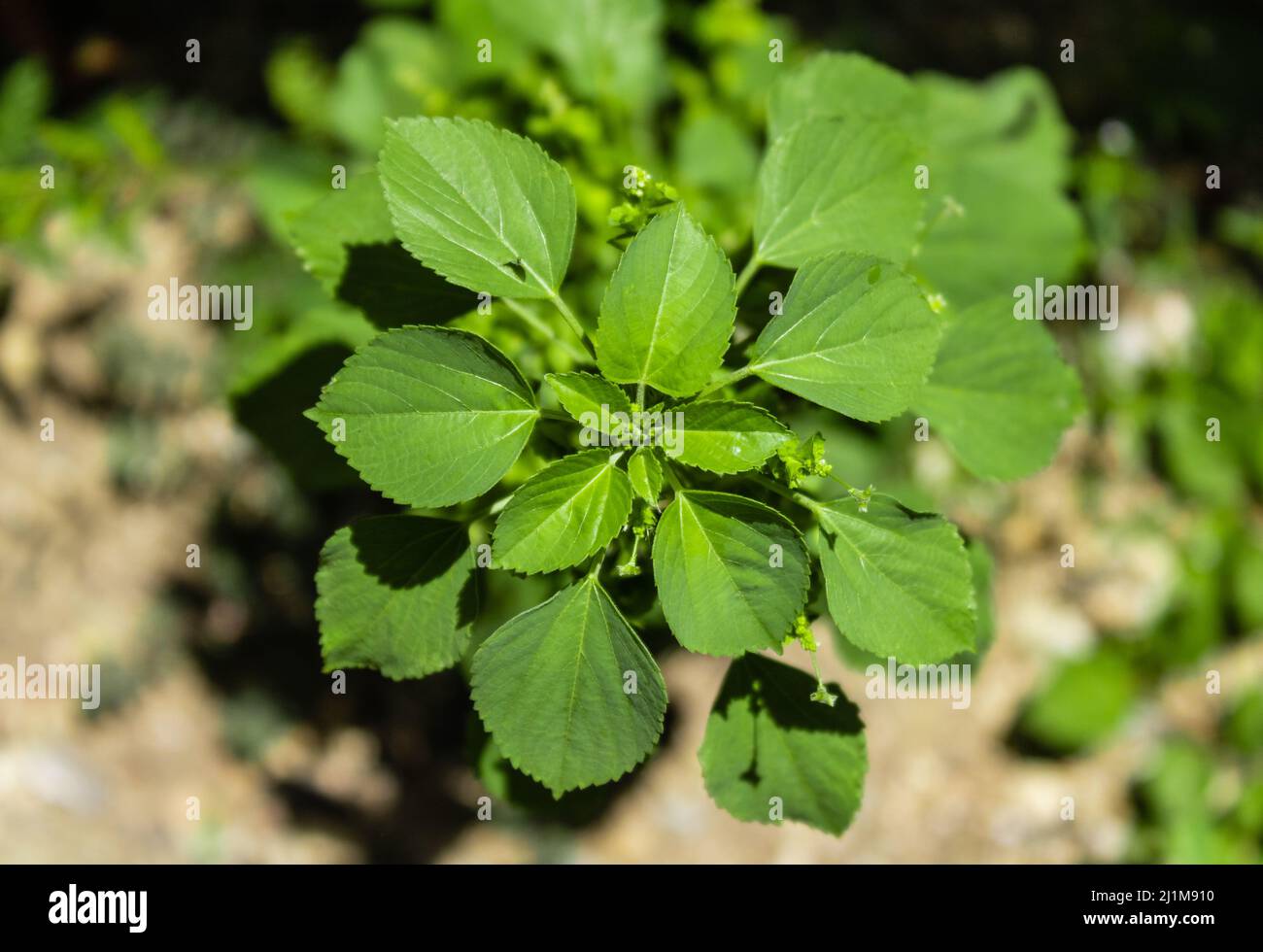 Close-up shot of Acalypha indica leaves Stock Photo