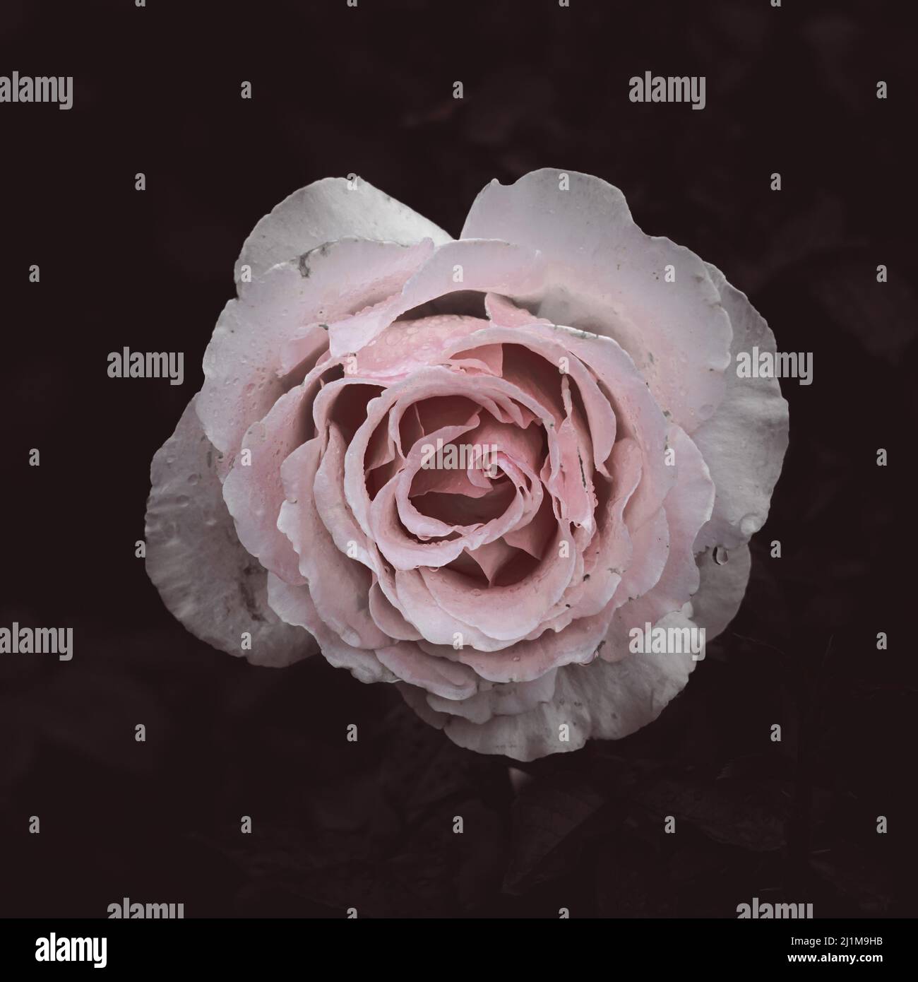 Rose pink petals hi-res stock photography and images - Alamy