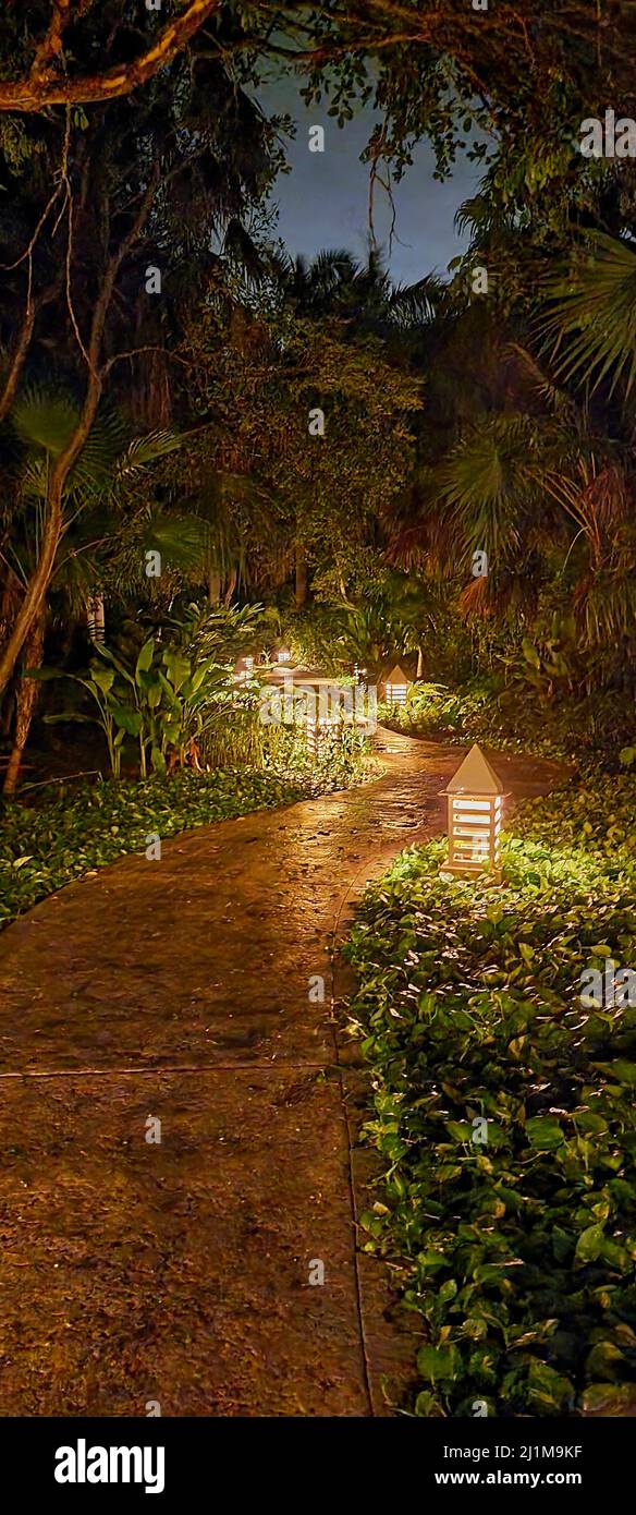 path in the night jungle looking enchanted Stock Photo