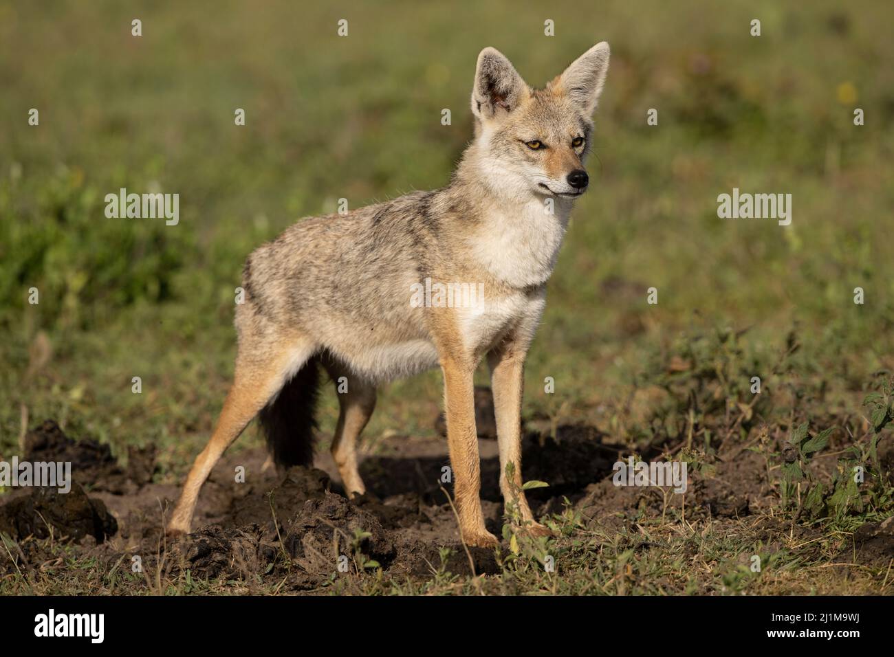 Side-striped jackal in Tanzania Stock Photo