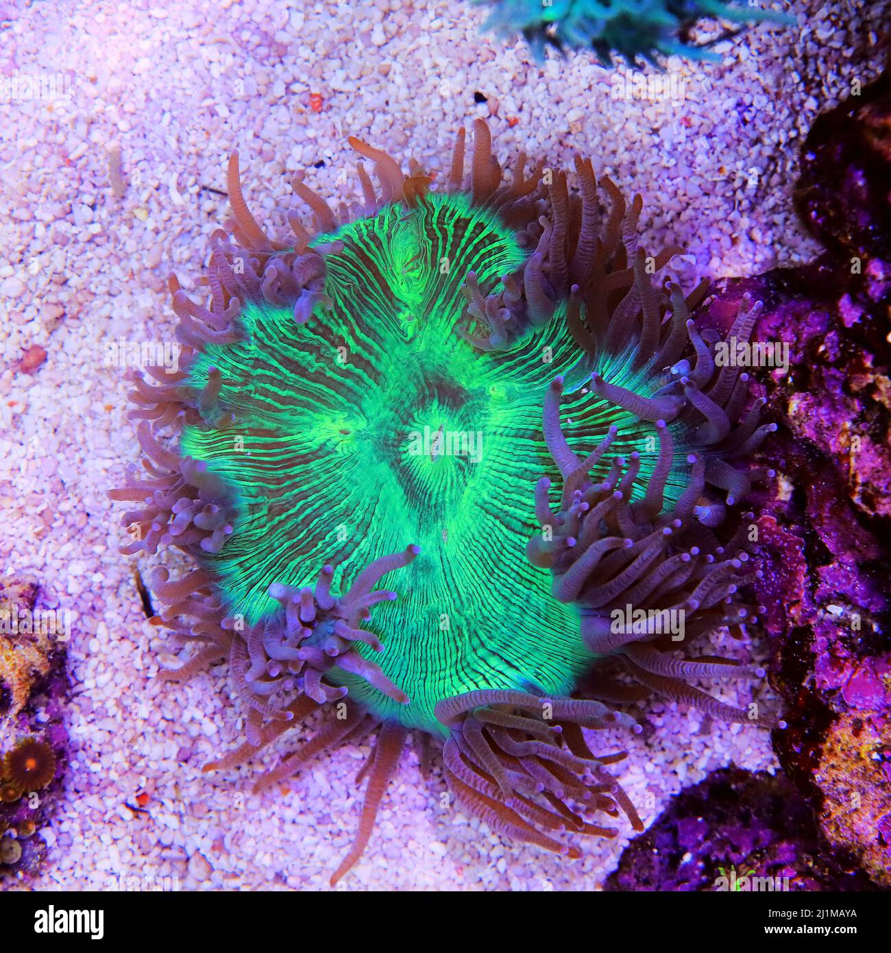 Pink tip Elegance LPS coral - Catalaphyllia Jardinei Stock Photo