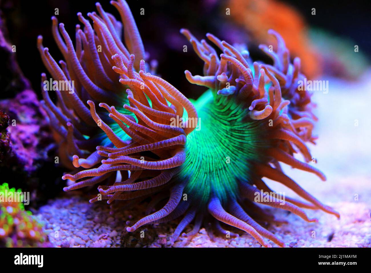 Pink tip Elegance LPS coral - Catalaphyllia Jardinei Stock Photo