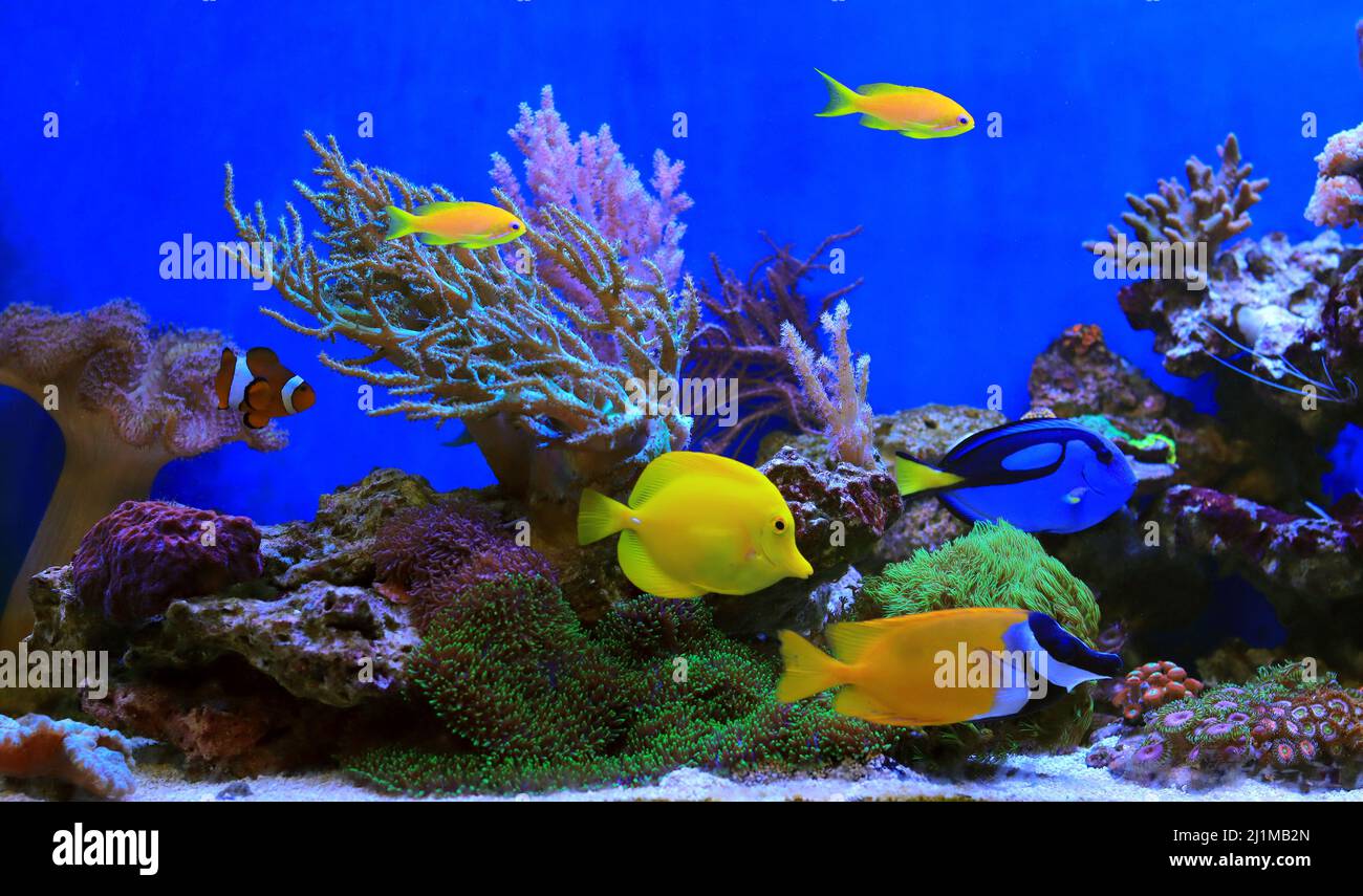 Beautiful symbiosis of group of fishes in coral reef aquarium tank Stock Photo