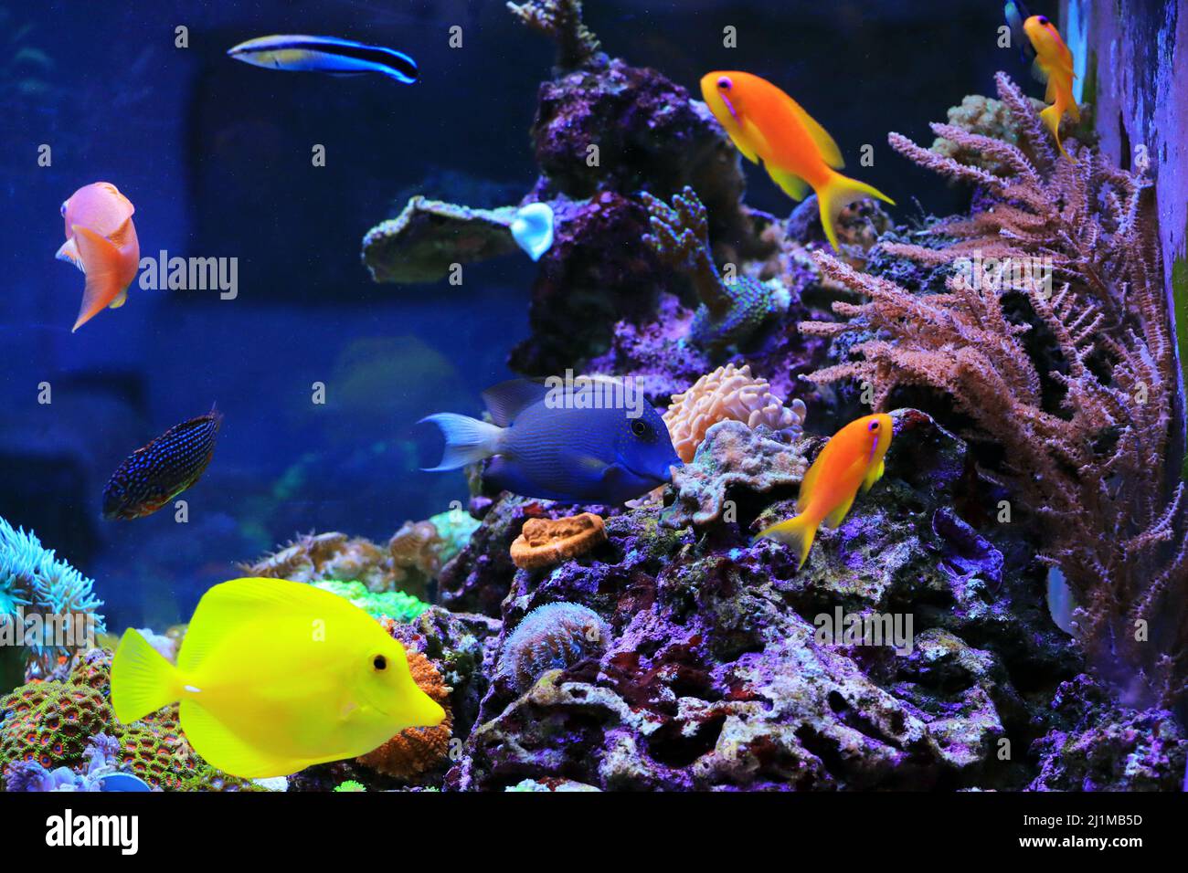 Beautiful symbiosis of group of fishes in coral reef aquarium tank Stock Photo