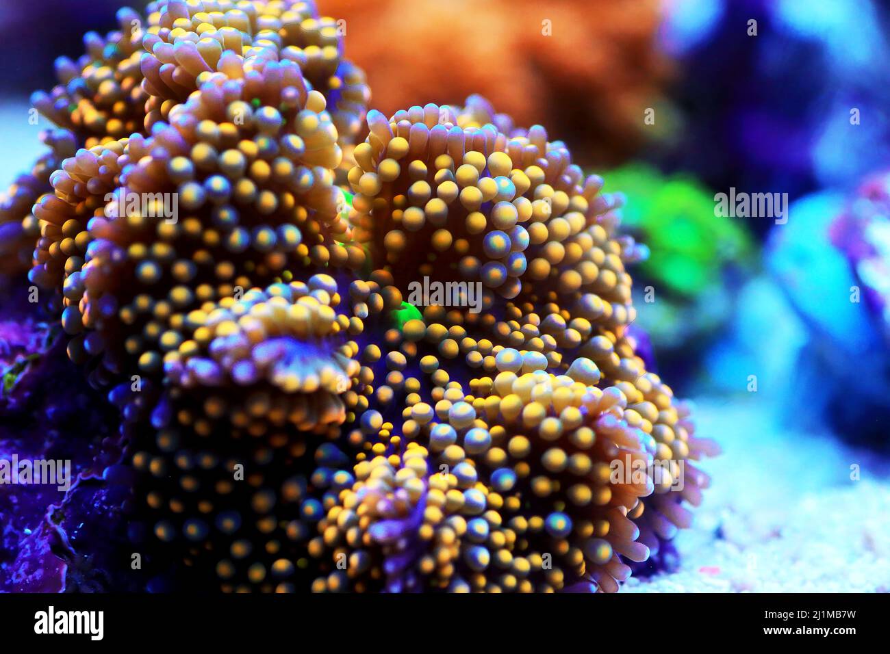 Ricordea sp. amazing mushroom soft coral Stock Photo