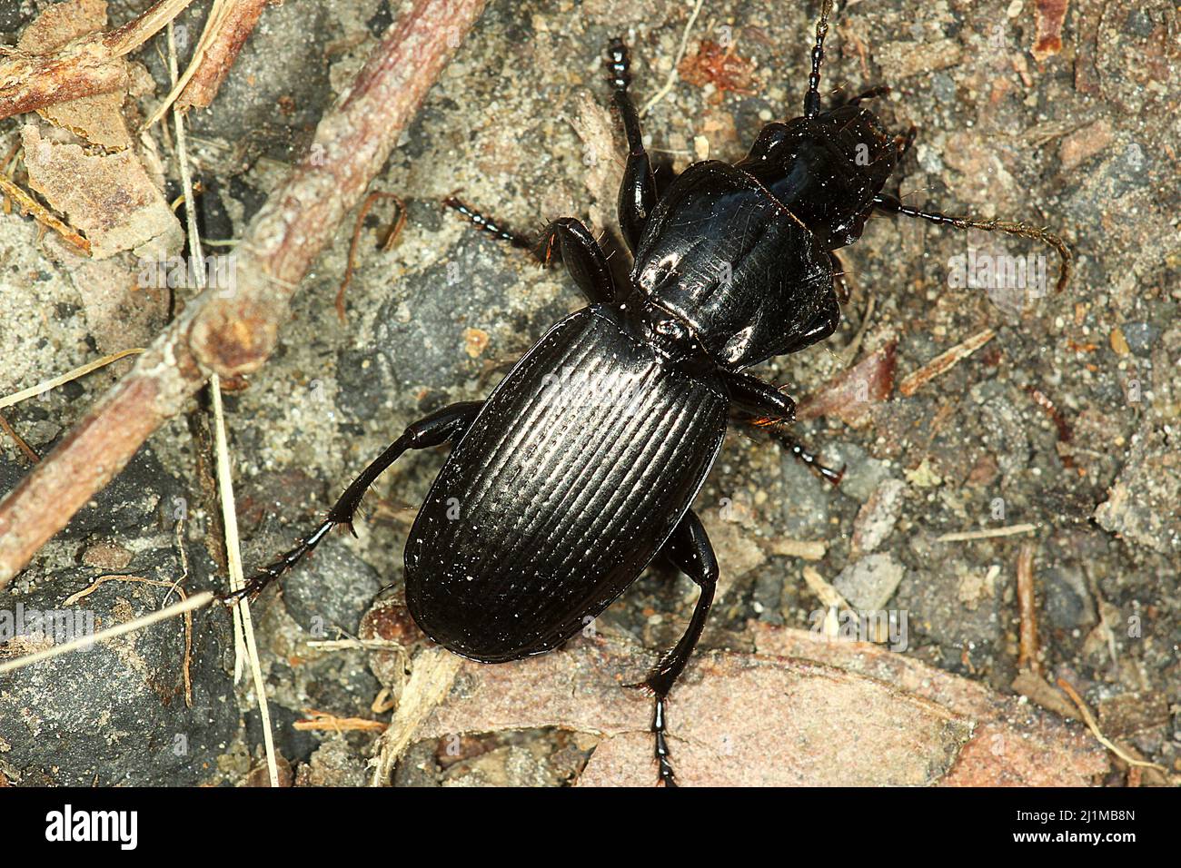 Ground beetle (Megadromus sp.) Stock Photo