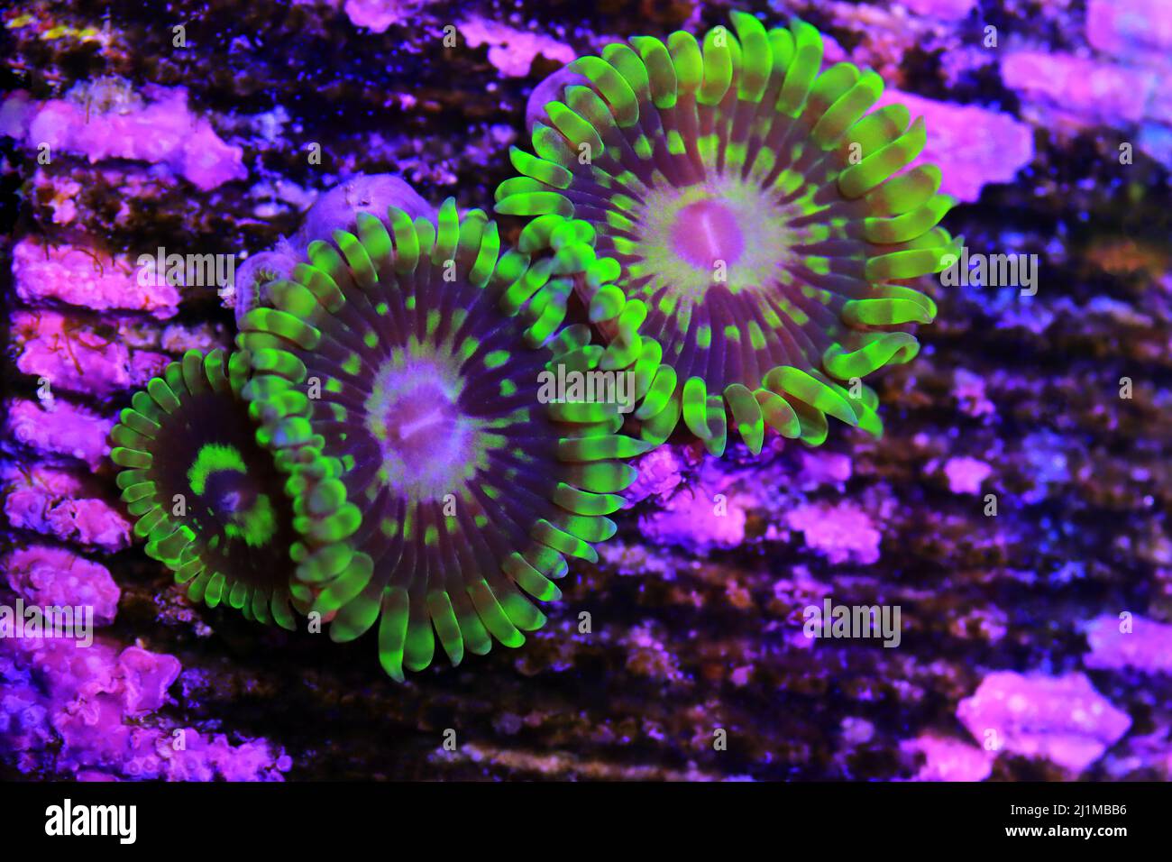 Palytoxin coral hires stock photography and images Alamy