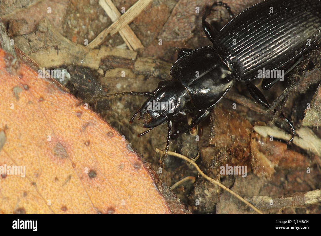 Ground beetle (Megadromus sp.) Stock Photo
