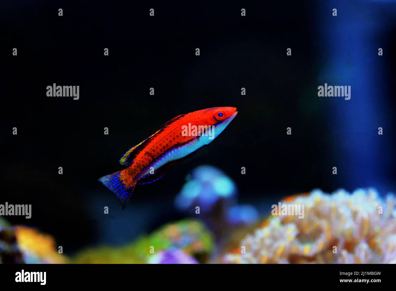 Red Longfin Fairy Wrasse - (Cirrhilabrus rubeus Stock Photo - Alamy