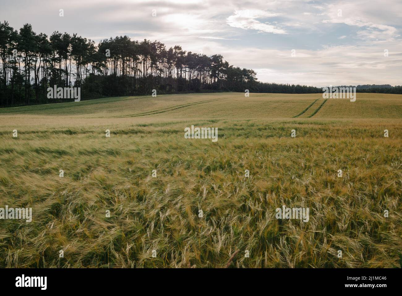 A field of Barley near the market town of Lanark, South Lanarkshire. Stock Photo