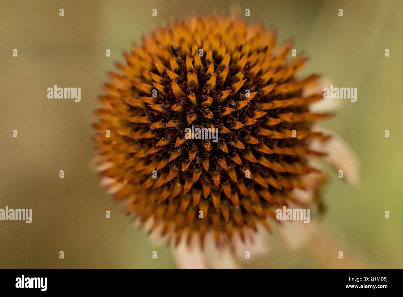 Orange Center of Dying Cone Flower Stock Photo Alamy