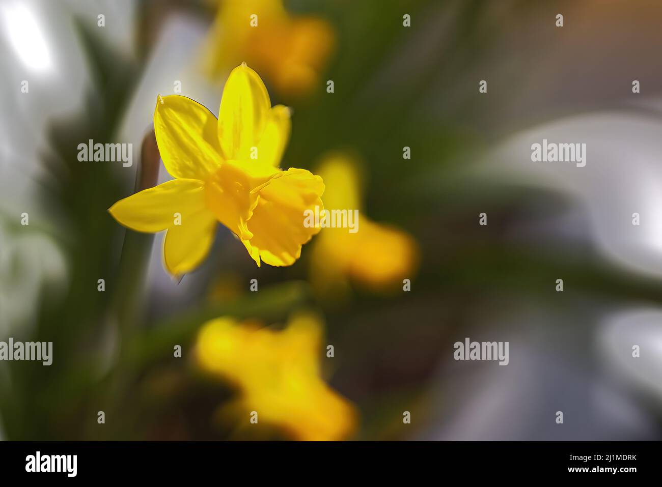 close up of a blooming narcissus flower Stock Photo