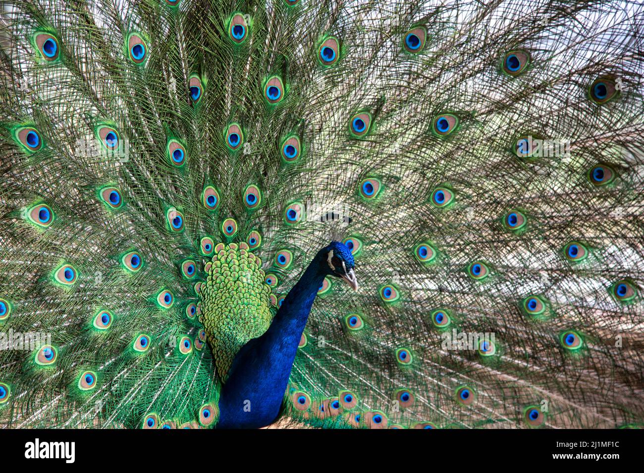 peacock in springtime with beautiful feathers Stock Photo