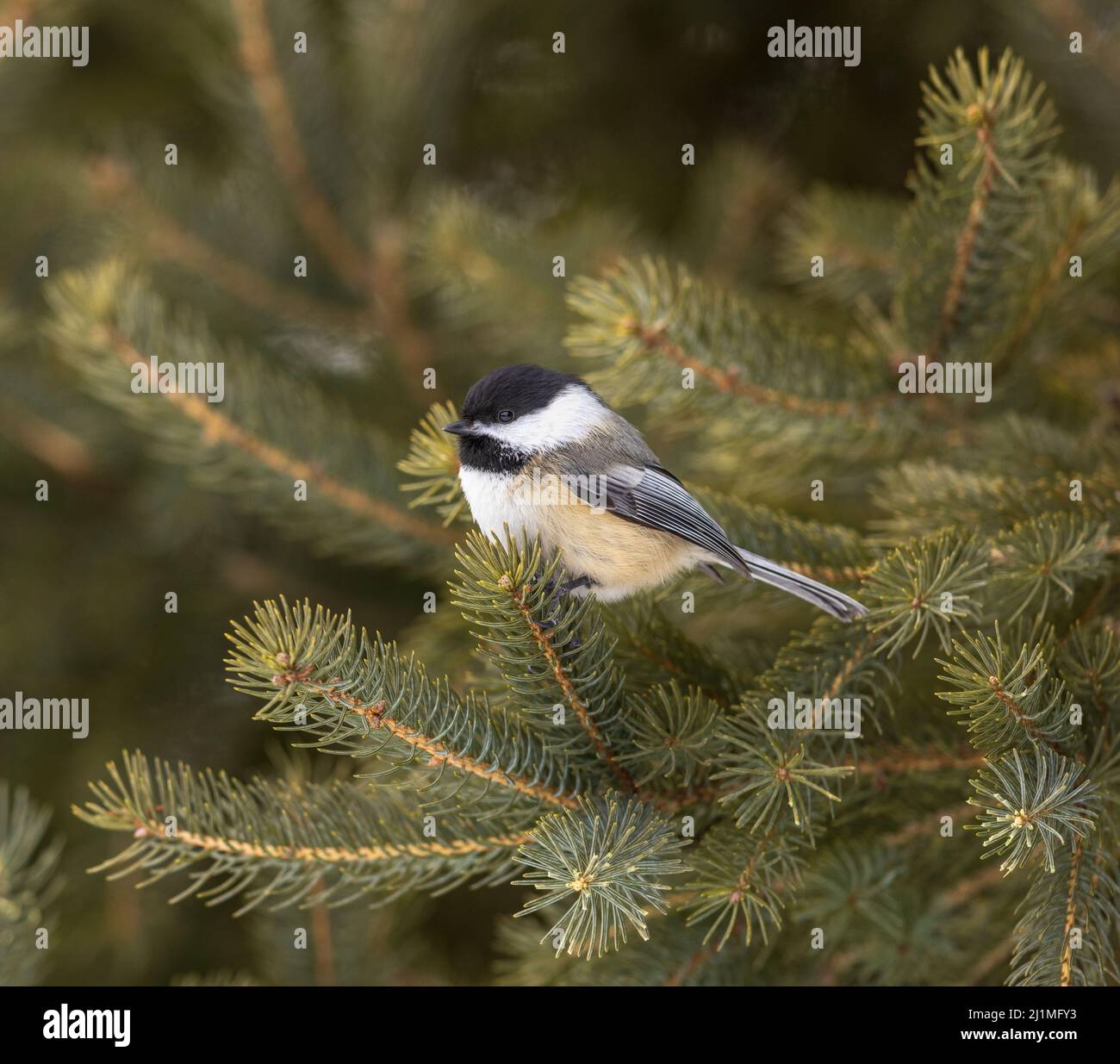 Black-capped chickadee in northern Wisconsin. Stock Photo