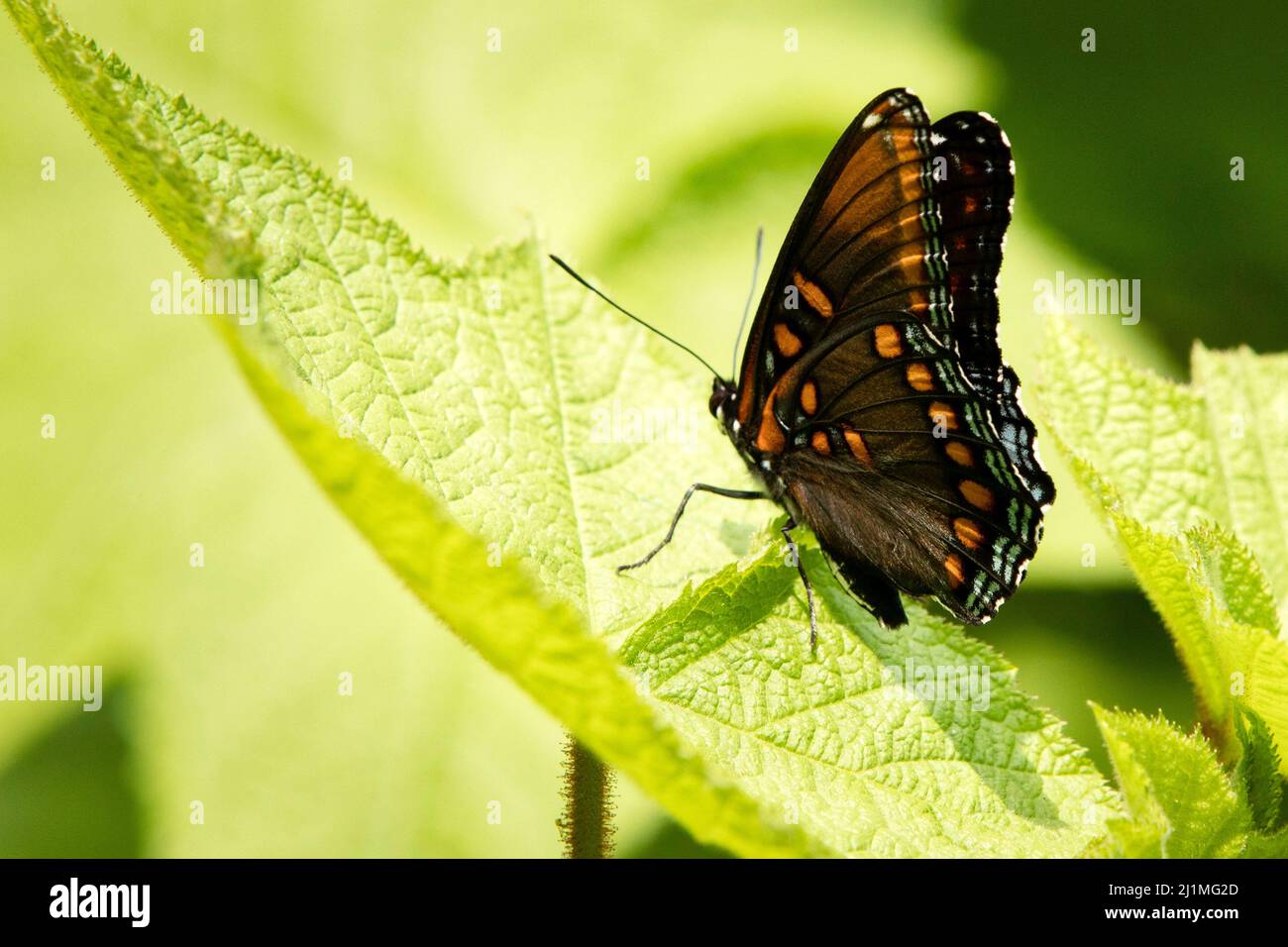 Butterfly fly away hires stock photography and images Alamy