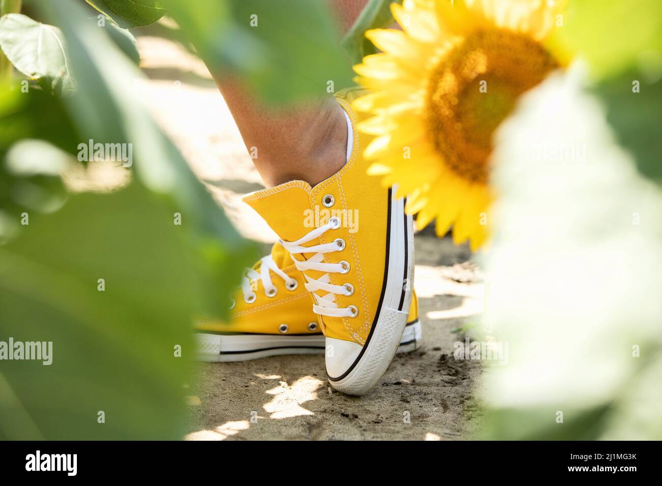 Yellow Shoes and Sunflowers Stock Photo