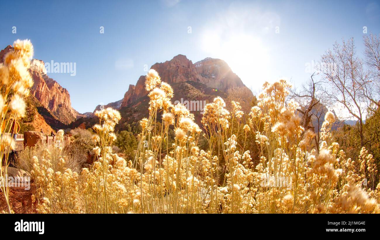 Park summer sun tree mountain hi-res stock photography and images - Alamy